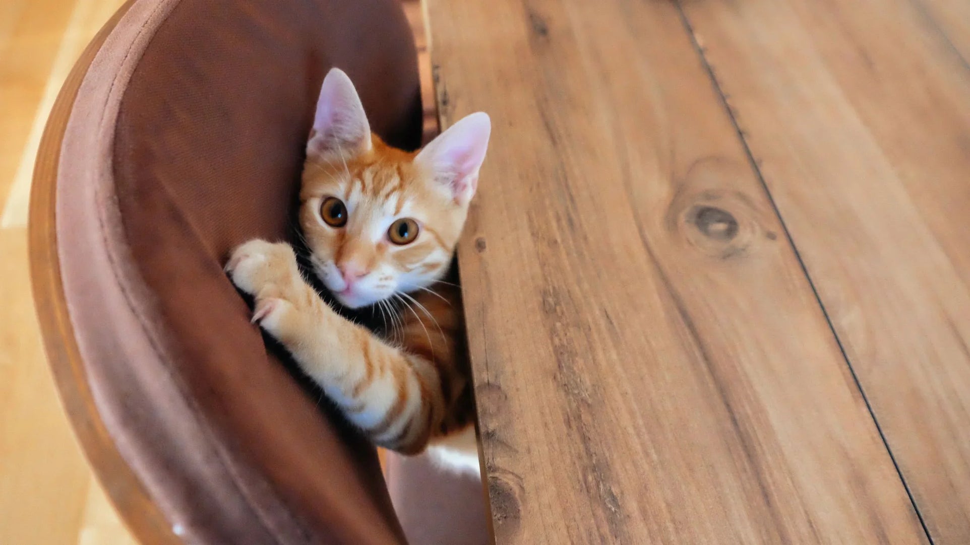 How to Protect Your Furniture from Pets - Woodcraft Furniture