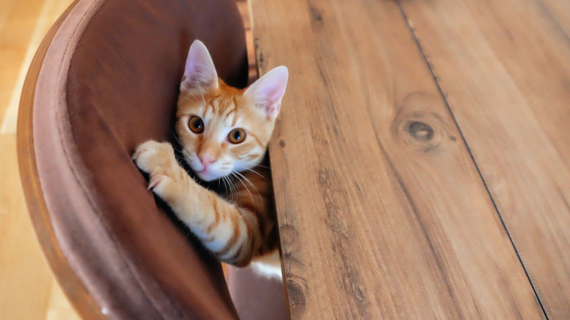 How to Protect Your Furniture from Pets