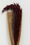 Avana Decorative Grass – 1 Bunch (Preserved)