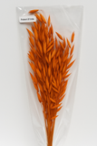 Avana Decorative Grass – 1 Bunch (Preserved)