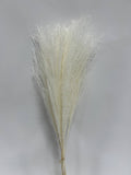 Whisk Flower – Dried Decorative Stems - 10pc Bunch