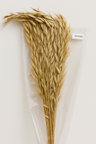 Avana Decorative Grass – 1 Bunch (Preserved)