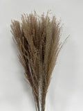 Whisk Flower – Dried Decorative Stems - 10pc Bunch