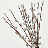 550138-Pussy Willow Bush-17in Bundle