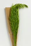 Avana Decorative Grass – 1 Bunch (Preserved)