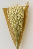 Avana Decorative Grass – 1 Bunch (Preserved)